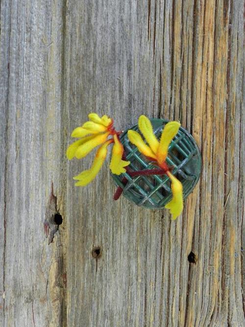  YELLOW KANGAROO PAW